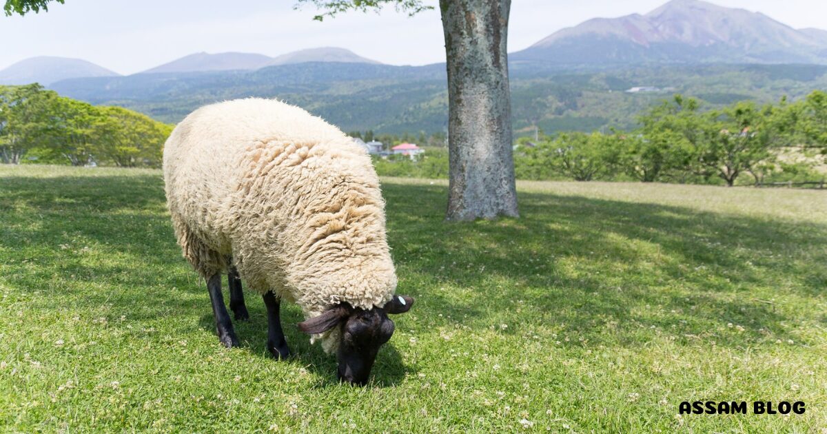 hokkaido-family-farm-tour3