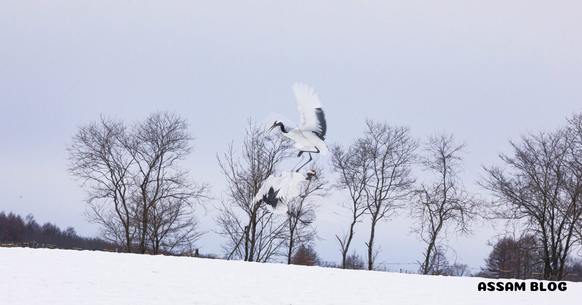 eastern-hokkaido-nature1